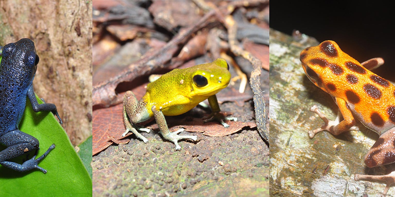 Drie aardbeigifkikkers in verschillende kleuren.