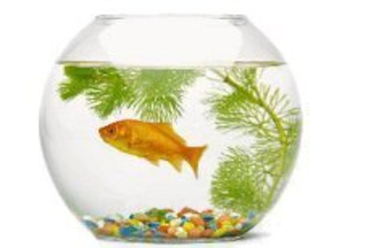 Worden goudvissen duizelig in een kom? NEMO Kennislink Worden goudvissen duizelig in een kom? NEMO Kennislink