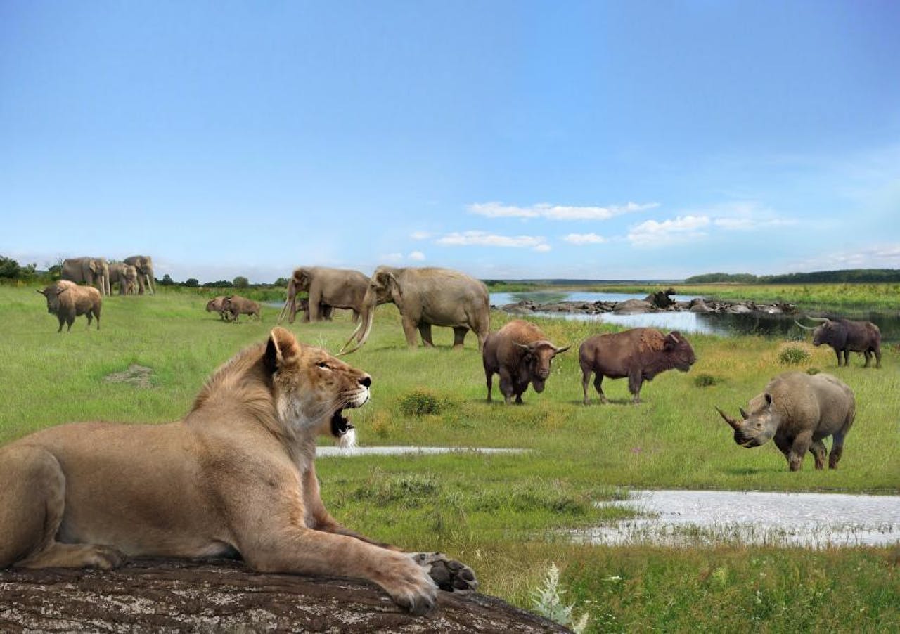 Een leeuw zit op een rots in een veld met andere dieren.