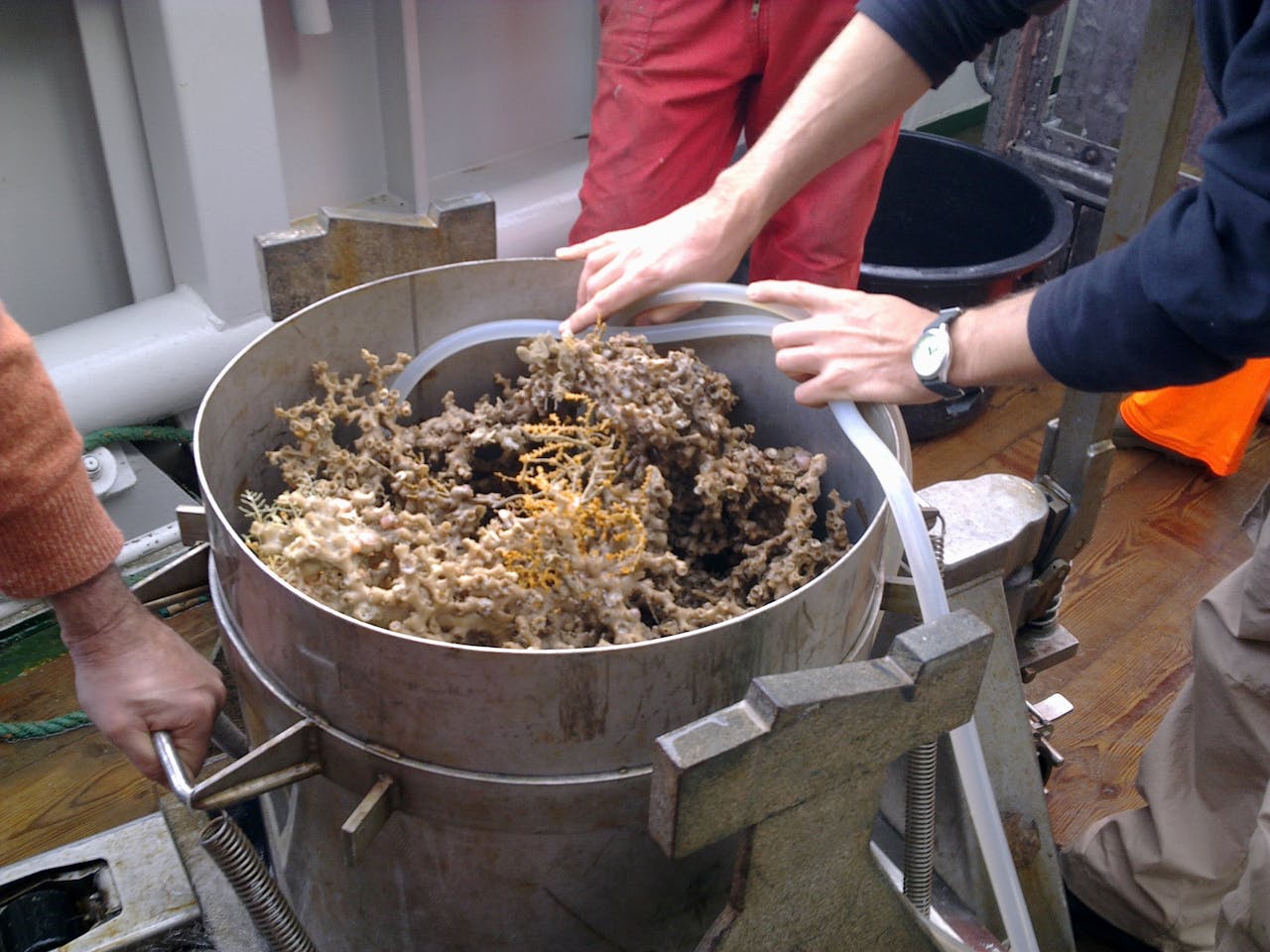 Box cores met koraaltakken.