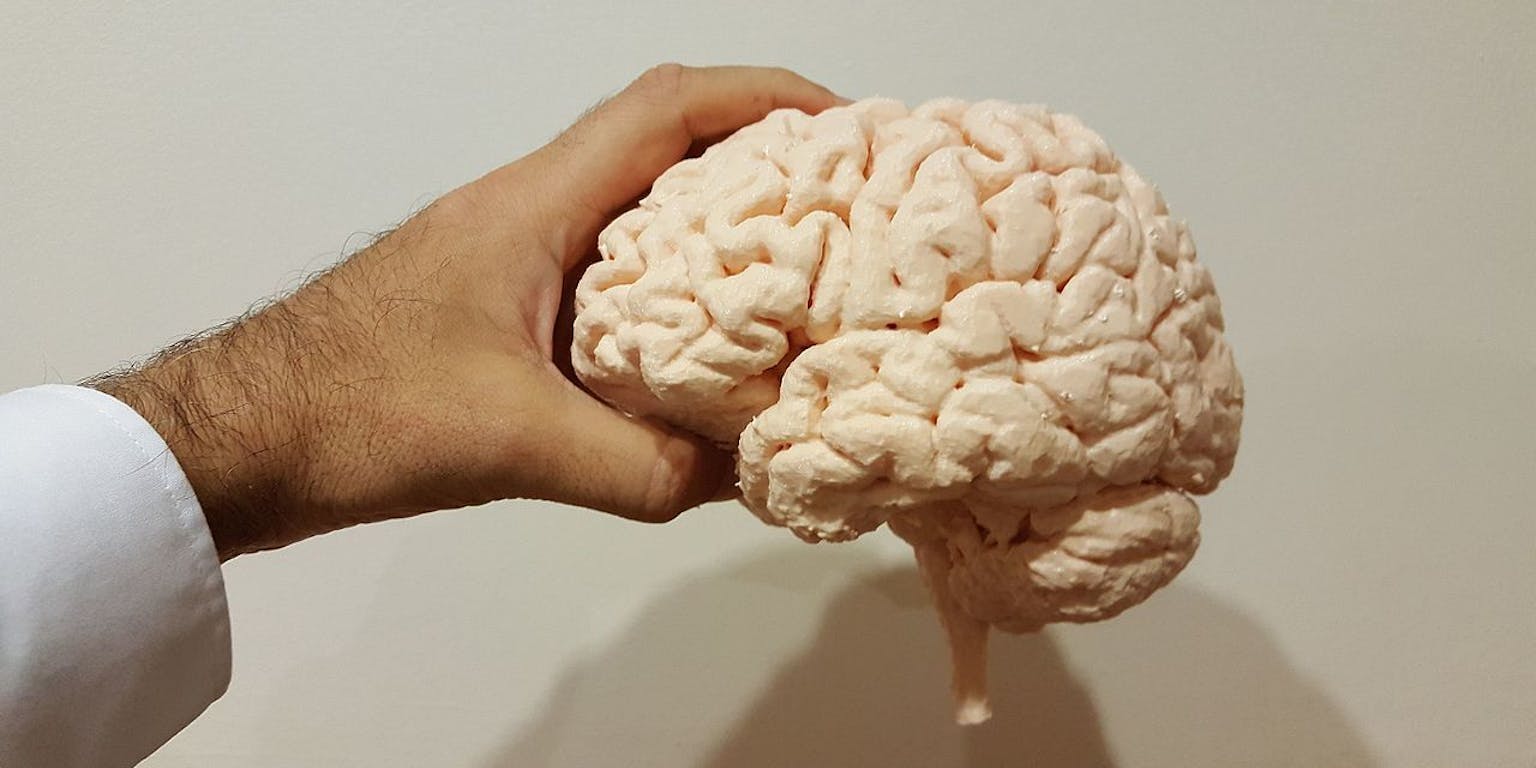 Een 3D-print van onze hersenen.