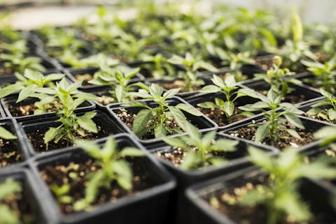 Dat stekjes in een kas goed groeit, is geen garantie dat ze dat in het veld ook doen. Vierkante zwarte plastic plantenbakjes naast elkaar, gevuld met aarde en groene stekjes.