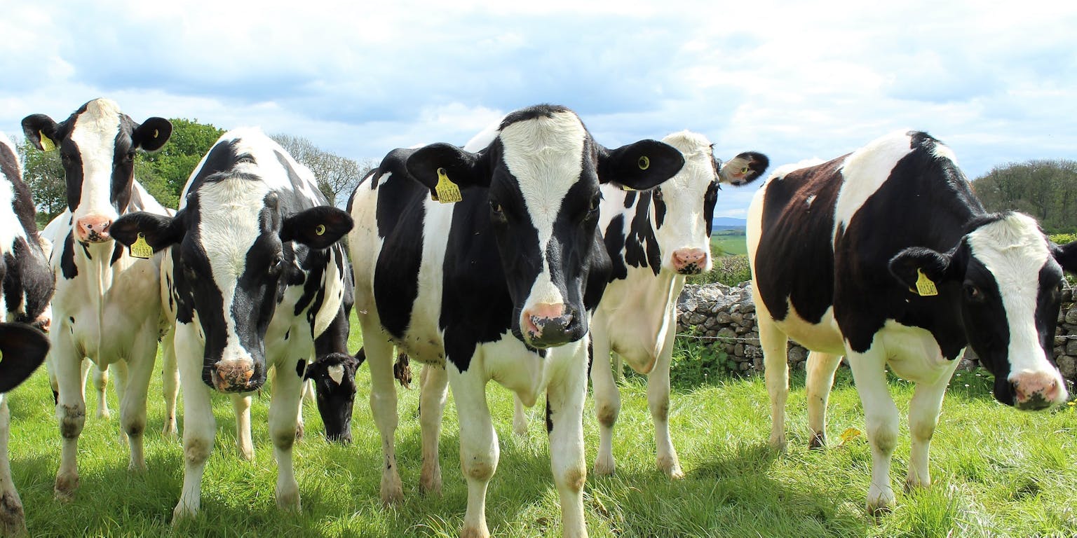 Een groep hoornloze koeien: een voorbeeld van het 'genetisch knippen en plakken' aan dieren.