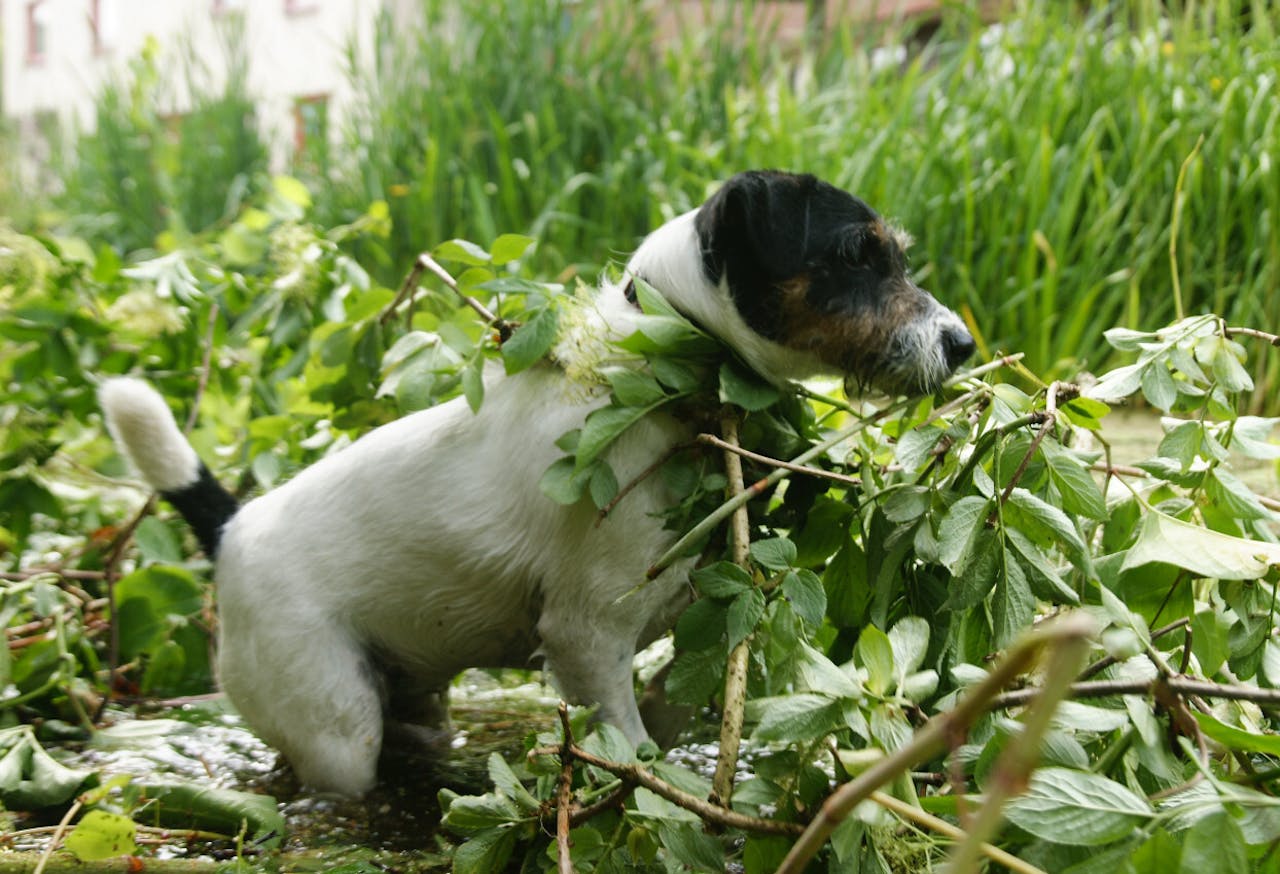 Honden delen hun leefomgeving met de mens, en zijn daarom blootgesteld aan dezelfde verontreinigingen die mogelijk invloed hebben op de kwaliteit van het sperma. Maar voor honden is het veel makkelijker in kaart te brengen wat ze via het voedsel binnenkrijgen dan voor mensen, omdat honden hoofdzakelijk hondenvoer eten. De hond op de foto deed overigens niet mee aan dit onderzoek.
