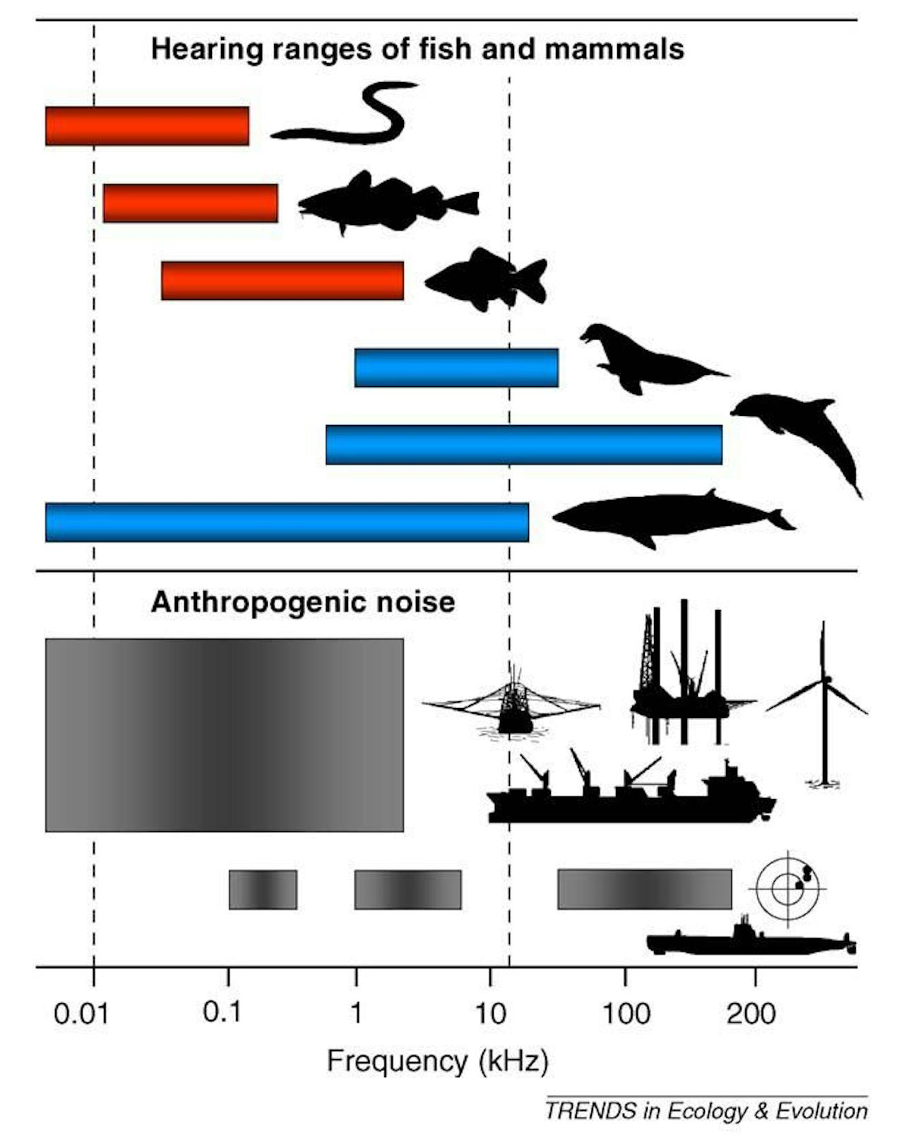 Een diagram met de gehoor range van verschillende soorten vissen. Er wordt een vergelijking gemaakt met antropogeen geluid.