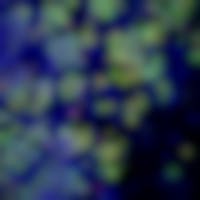 Human primordial germ cell like cells