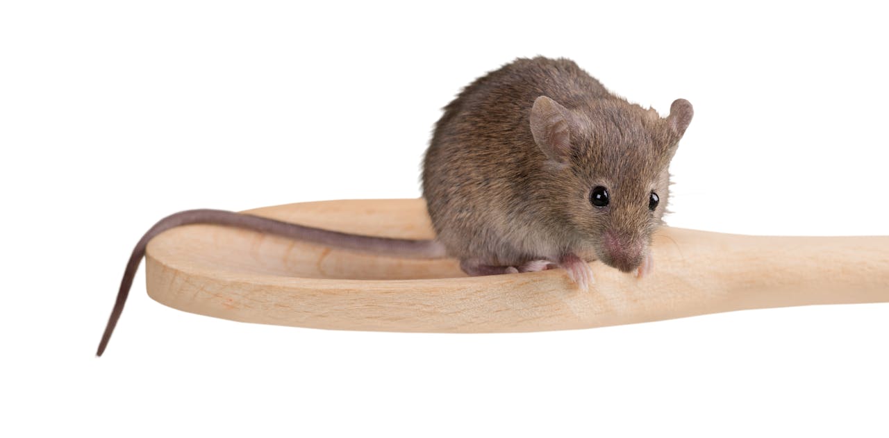 Een grijs muisje zit op een houten pollepel
