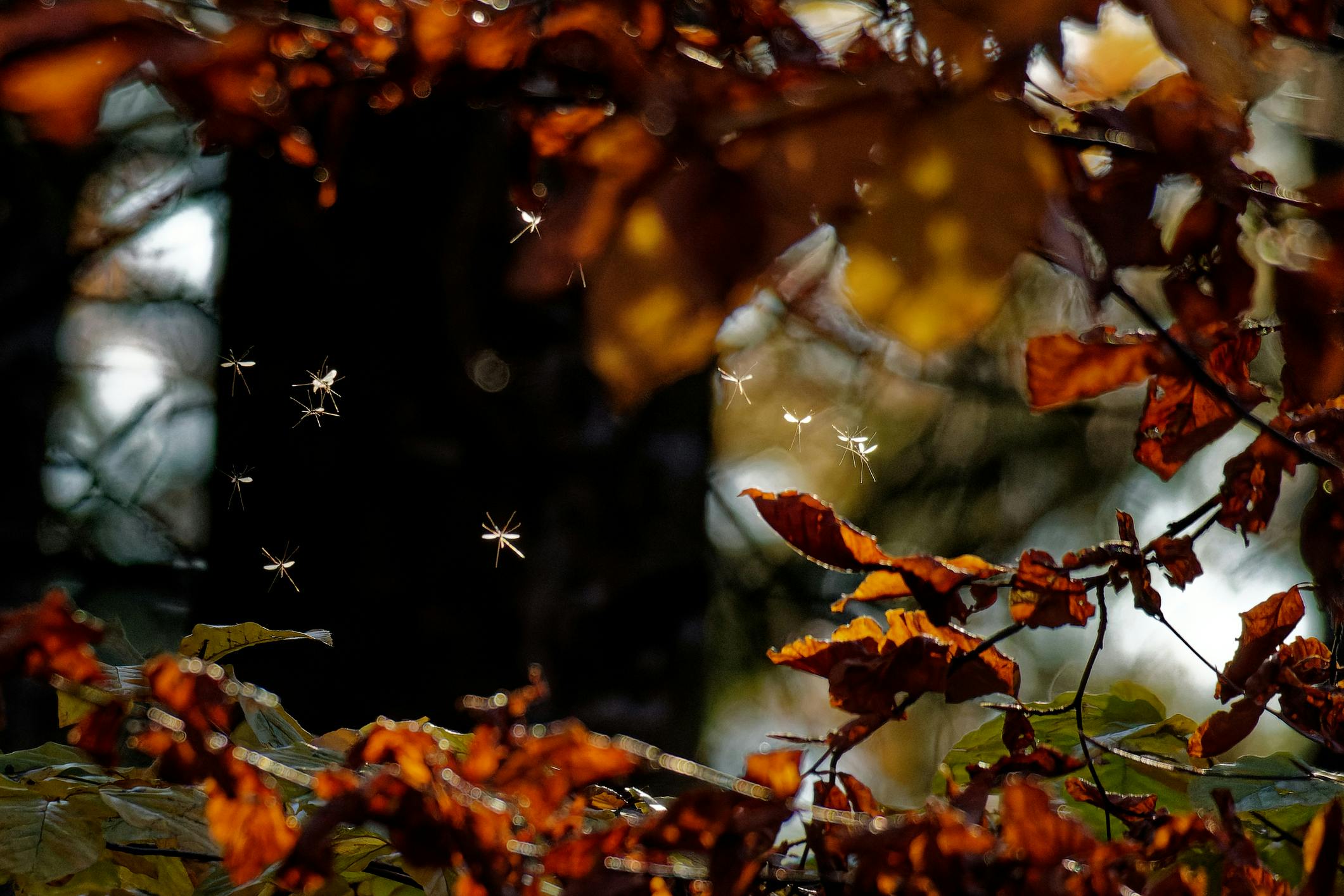Dansmuggen boven het water