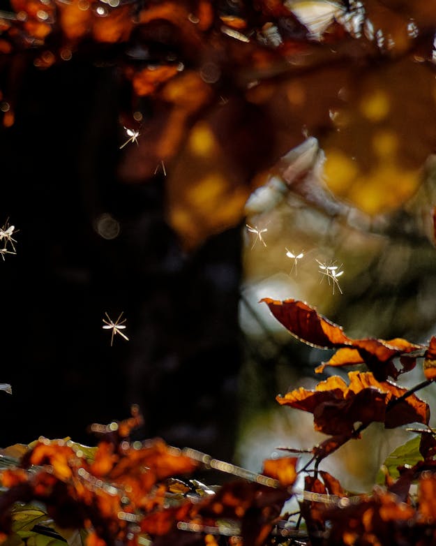 Dansmuggen boven het water Dansmuggen boven het water
