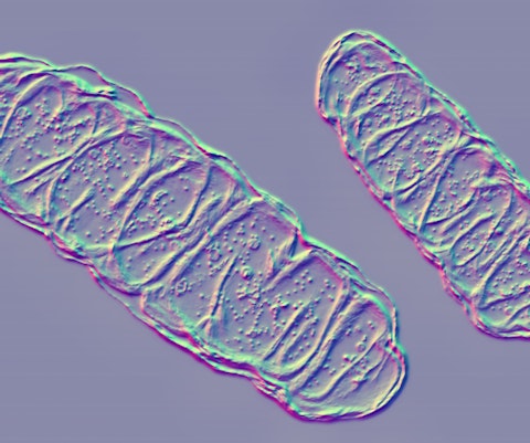 Microscopische foto van mitochondriën