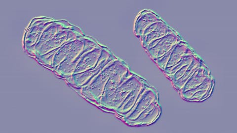 Mitochondriën Microscopische foto van mitochondriën