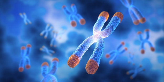 Grafische weergave van chromosomen met telomeren, dopjes aan de uiteinden