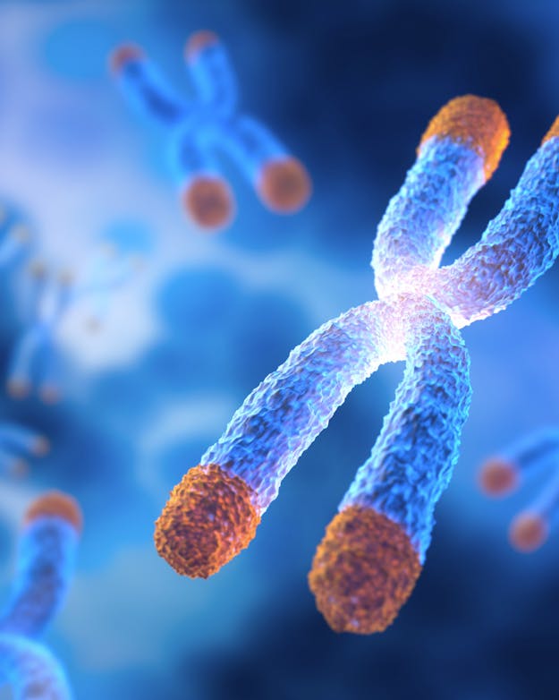 Telomeren (rood) aan chromosomen Grafische weergave van chromosomen met telomeren, dopjes aan de uiteinden