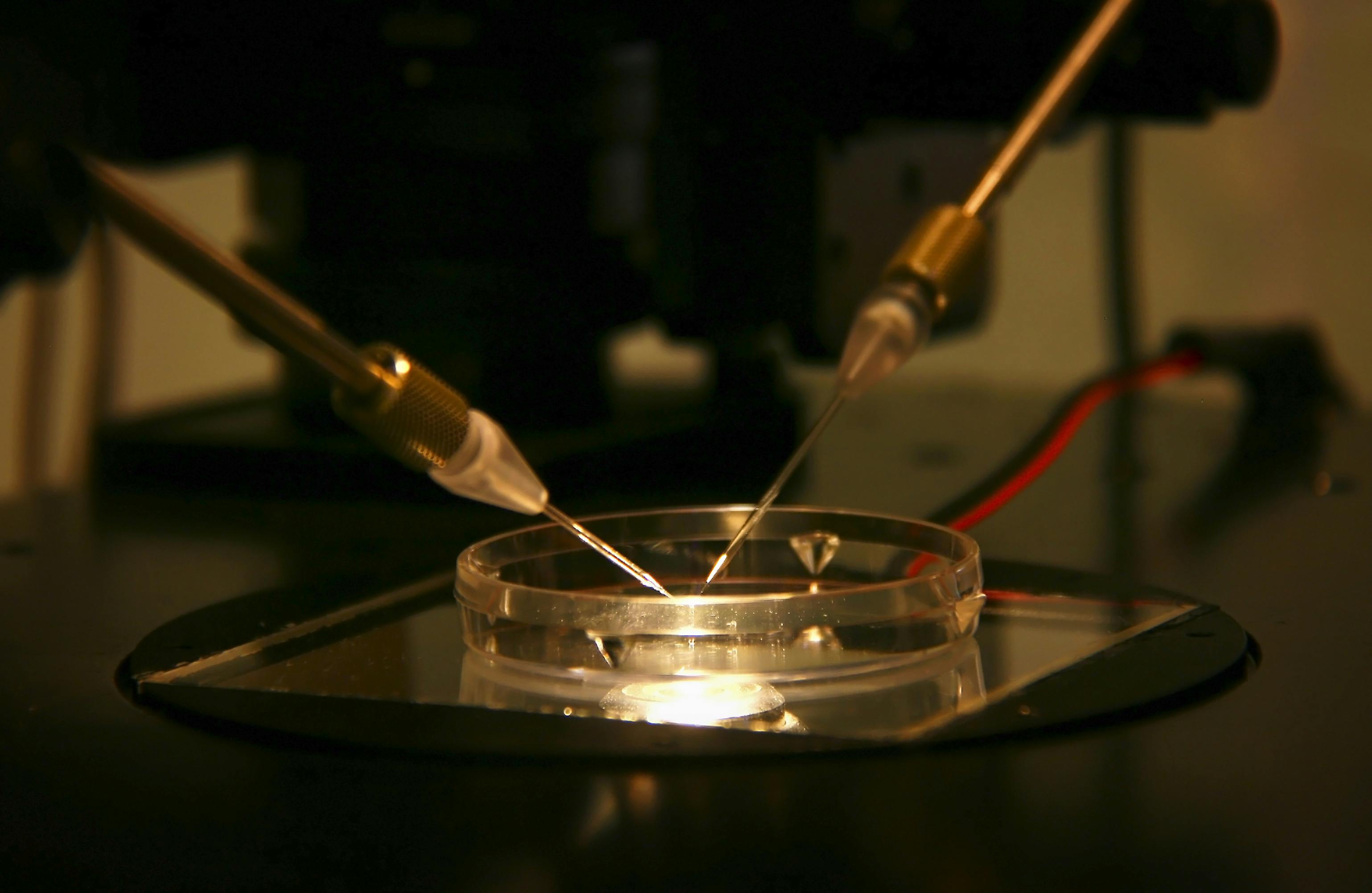 Eicel en zaadcel worden samengebracht petrischaaltje