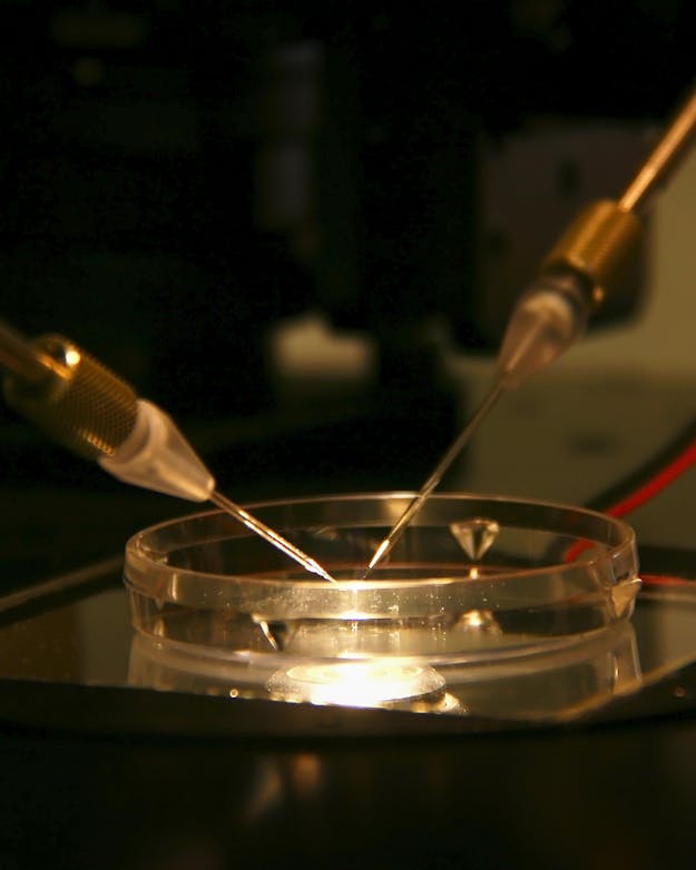 Eicel en zaadcel worden samengebracht petrischaaltje Eicel en zaadcel worden samengebracht petrischaaltje