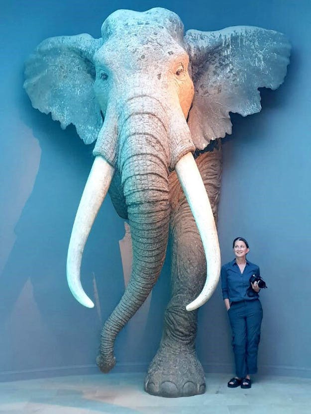 Een onderzoekster staat naast een model op ware grootte van een volwassen mannetjesbosolifant in het Landesmuseum für Vorgeschichte in het Duitse Halle. Een model van grote grijze olifant van voren gezien met daarnaast een vrouw, die nog niet de helft zo groot is als de olifant. De muren en vloer zijn lichtblauw.