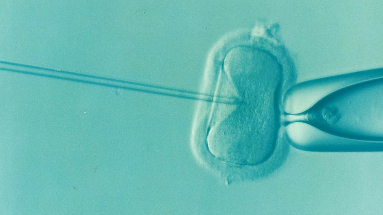Bij IFV kan bevruchting van de eicel spontaan in de reageerbuis tot stand komen, of door injectie van het erfelijk materiaal. Met dezelfde injectie kan ‘gereedschap’ voor genetische modificatie in de cel gebracht worden.