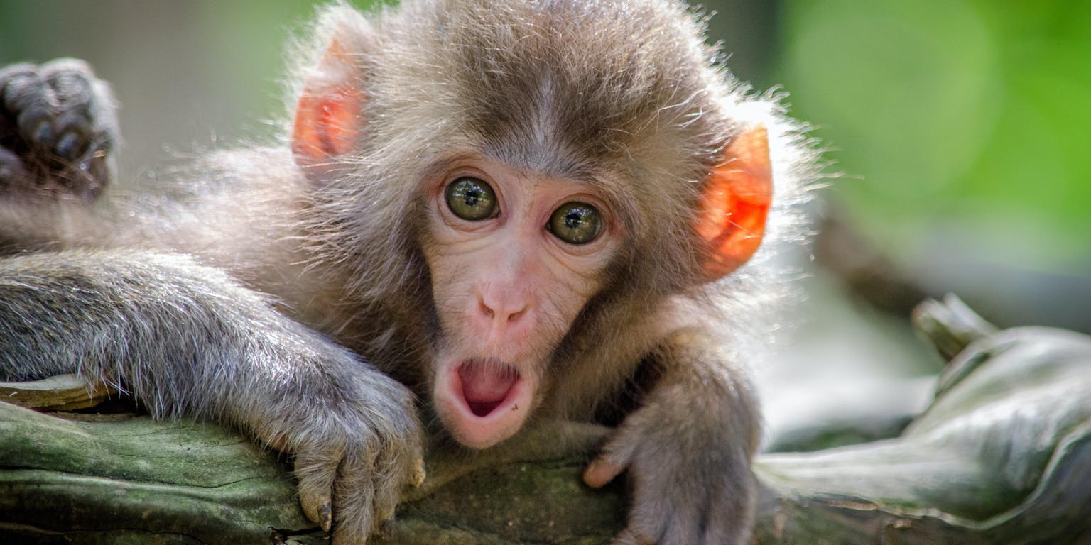 Een babyaap zit op een tak in een dierentuin. Het aapje heeft zijn mond open.