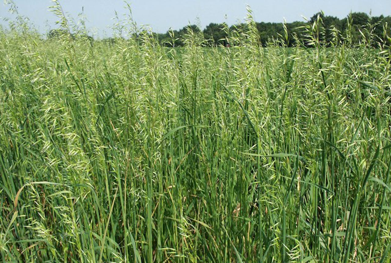 Japanse haver, Avena Strigosa, een groenbemester. Het zaad trekt vogels aan en het groen zorgt voor een toename van organische stof in de bodem.