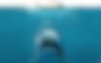 Jaws