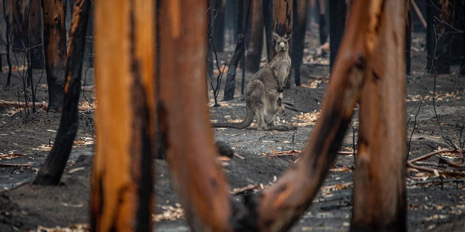 Midden in een verbrand bos staat een kangoeroe.