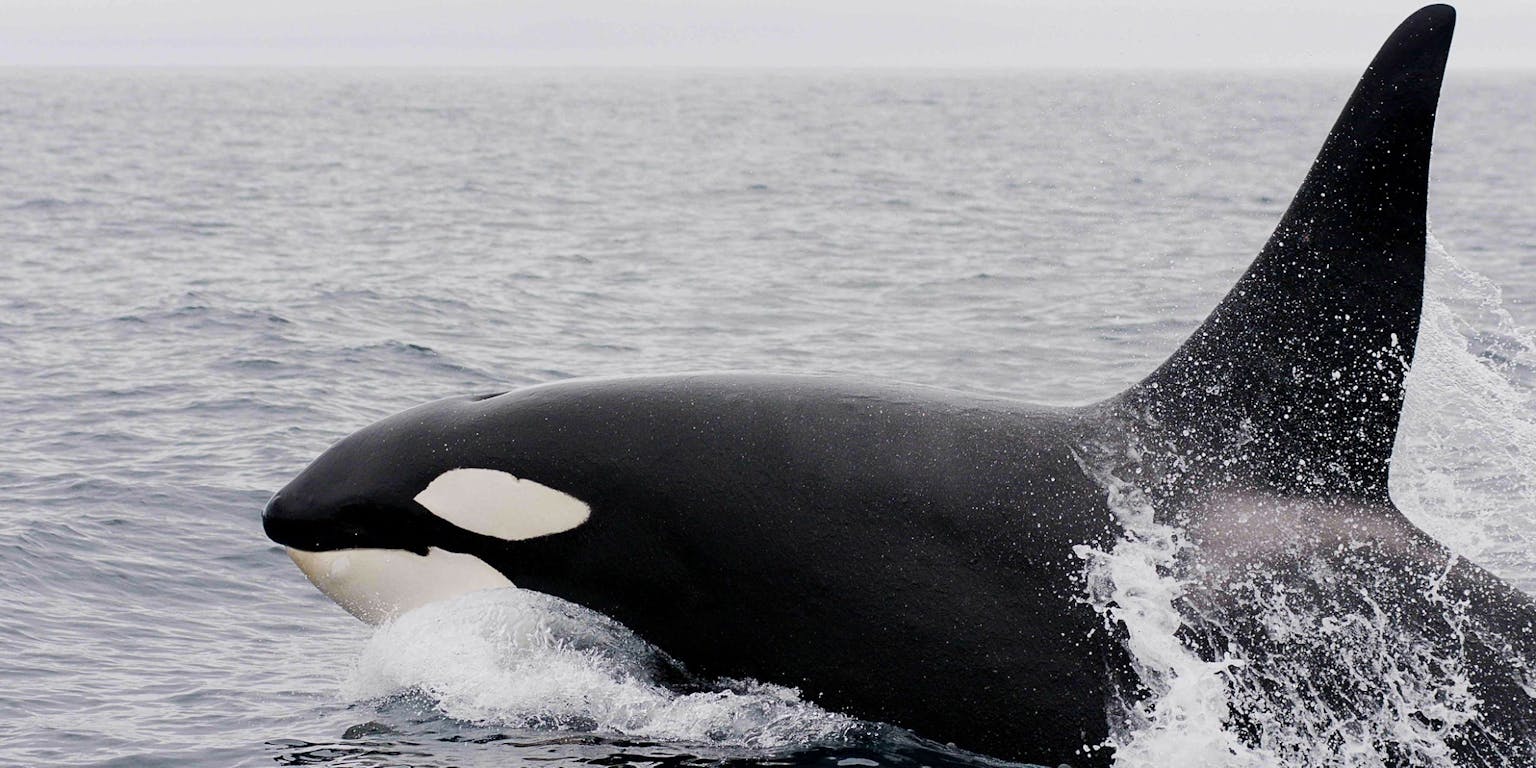 Een orka-walvis zwemt in de oceaan.