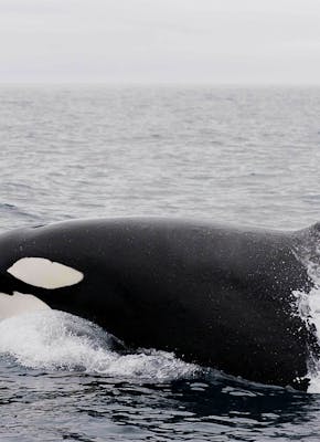 Een orka-walvis zwemt in de oceaan.