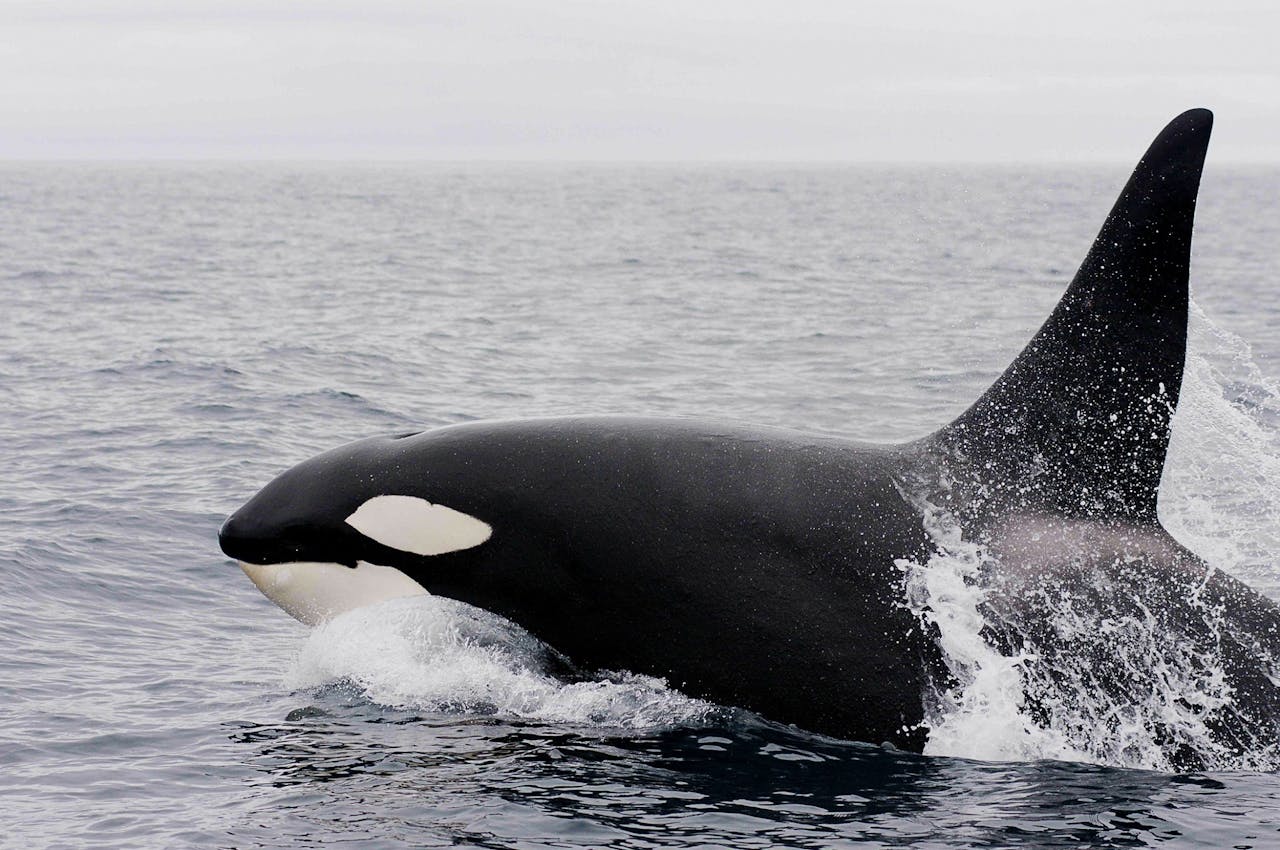 Een orka-walvis zwemt in de oceaan.