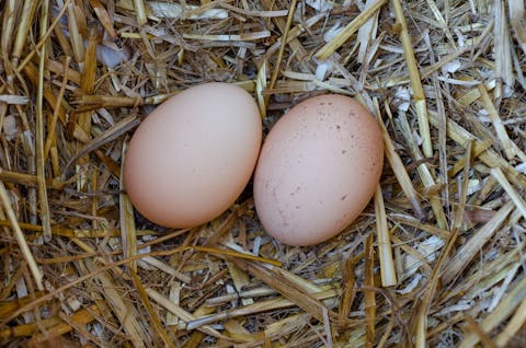 Vooral eieren van mensen die kippen houden als hobby, blijken vaak ernstig vervuild met PFAS. Het RIVM adviseerde daarom in april 2025 geen eigen eieren meer te eten. Twee kippeneieren in een bedje van stro