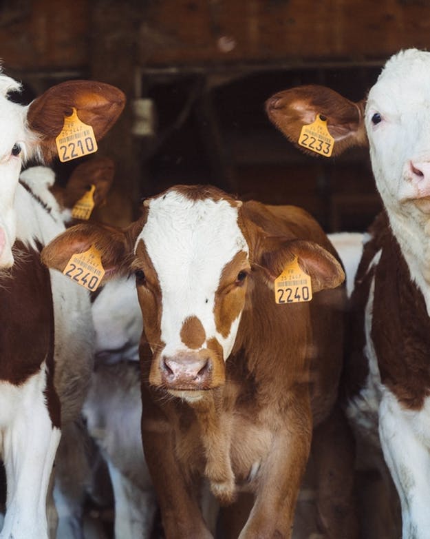 Nederlandse boerderijdieren poepten vorig jaar 73,3 miljard kilo mest bij elkaar. Runderen zijn goed voor alleen al 61,4 miljard daarvan. Drie koeien, frontaal gefotografeerd