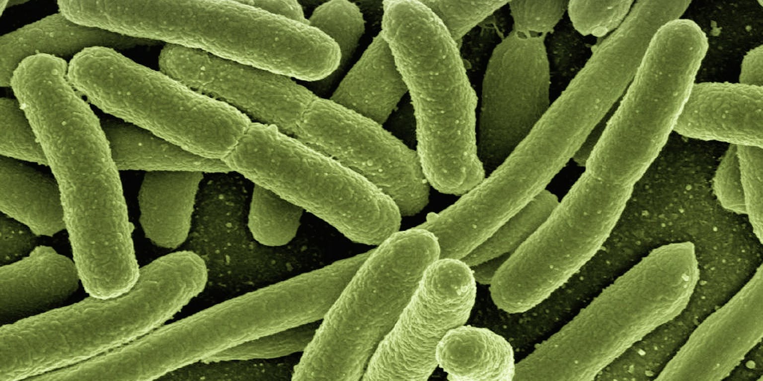 Close-up van e-coli bacteriën.