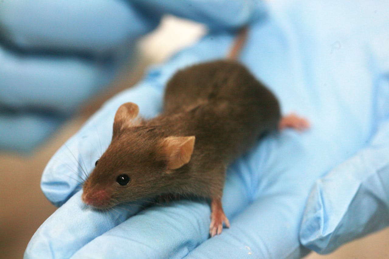 Een kleine bruine muis wordt vastgehouden in een blauwe handschoen.