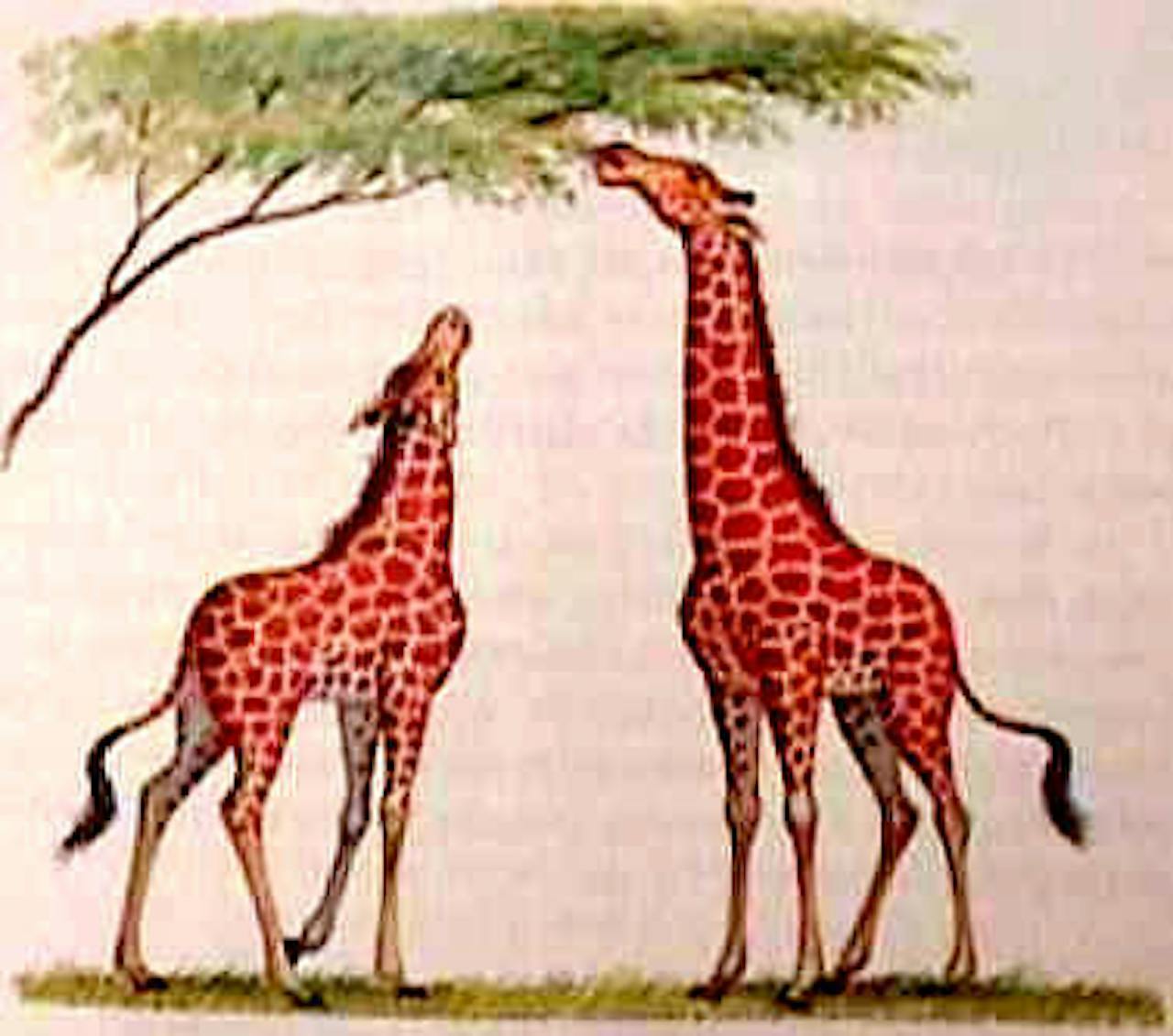 Een tekening van twee giraffen die uit een boom eten.