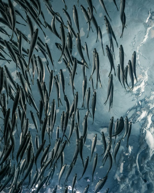 School vissen. School vissen.