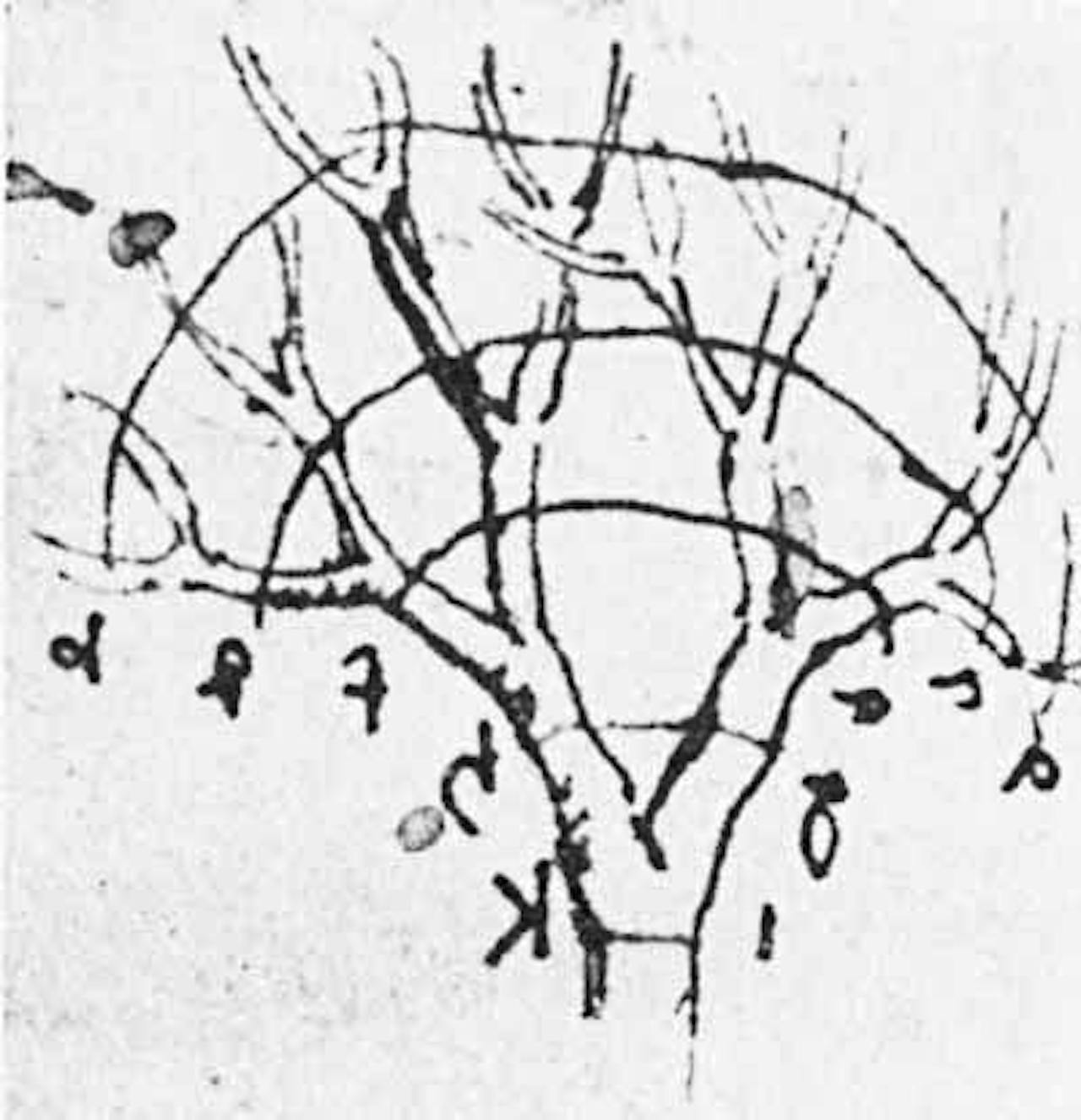 Leonardo da Vinci's schets van een boom met cijfers.