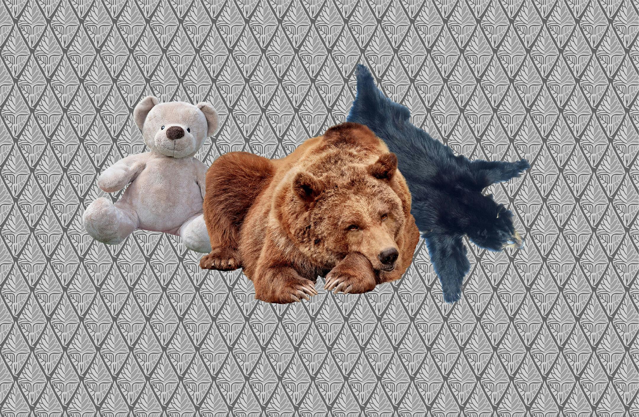 Een teddybeer, een levende beer en een berenvel