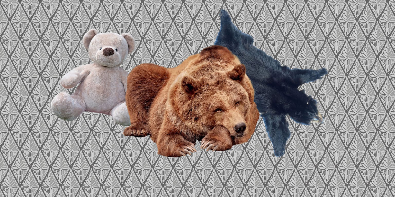 Een teddybeer, een levende beer en een berenvel