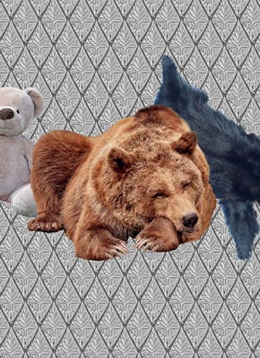 Een teddybeer, een levende beer en een berenvel
