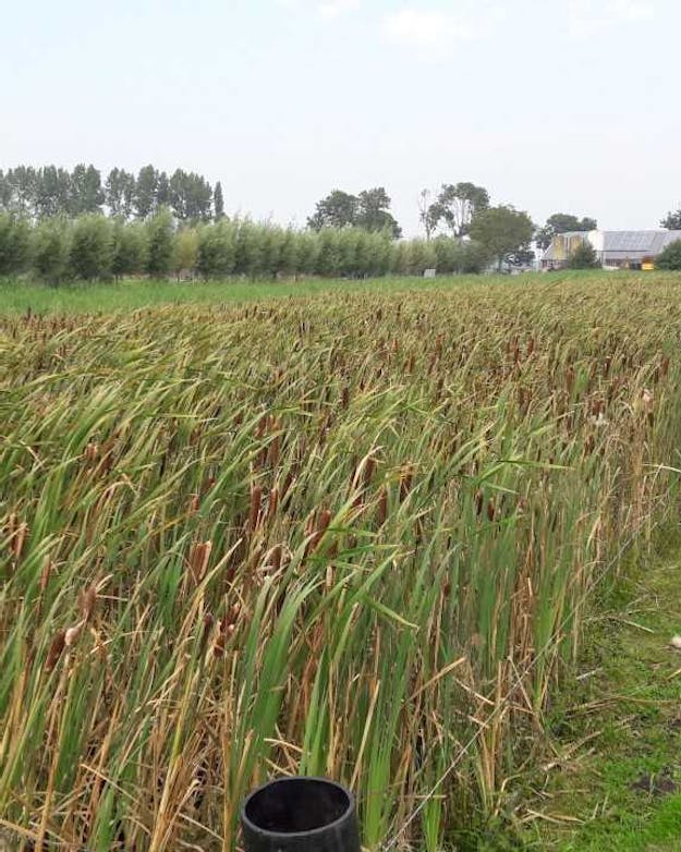 Een plant die goed tegen natte grond kan, is de lisdodde. De plant kan verwerkt worden tot bouwmateriaal.