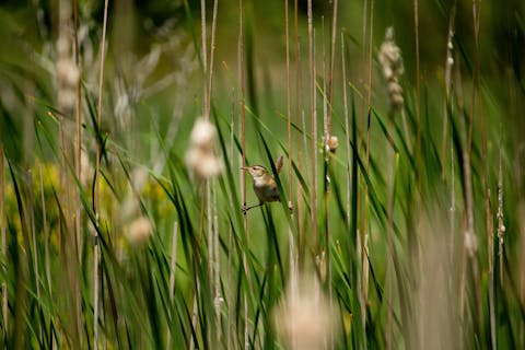 Riet is een typische veenplant waarin vogels goed kunnen broeden. Mus in het riet