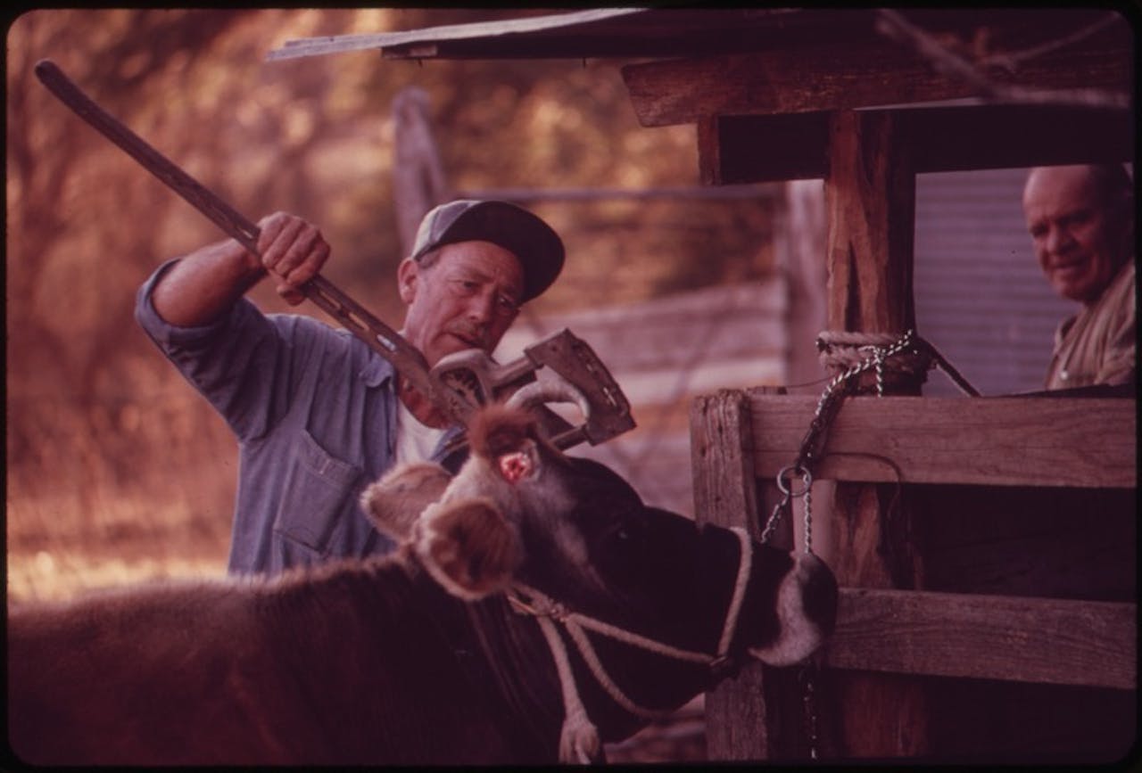 Een man snijdt de hoorns van een koe af.