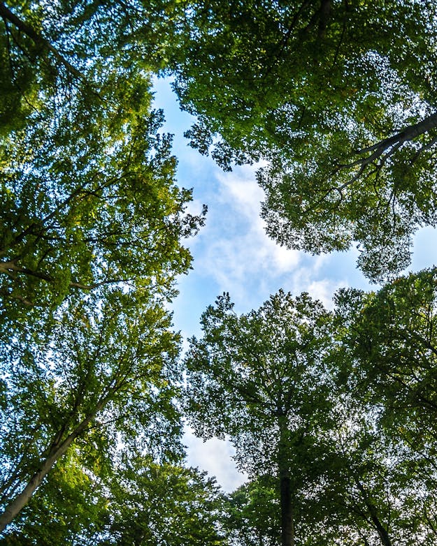 Boomtoppen vanaf onder gezien tegen een blauwe lucht met een paar wolkjes. Boomtoppen vanaf onder gezien tegen een blauwe lucht met een paar wolkjes.