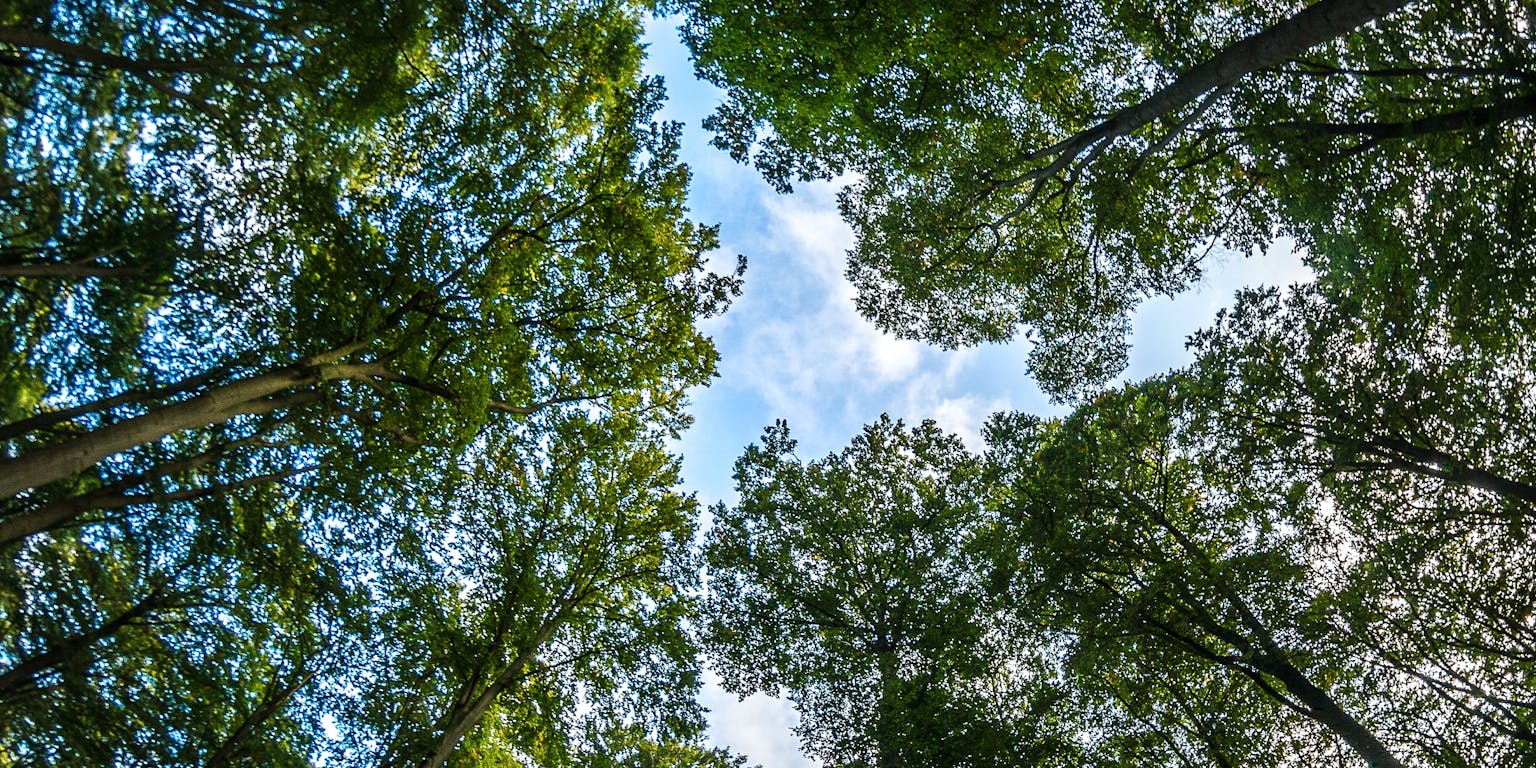 Boomtoppen vanaf onder gezien tegen een blauwe lucht met een paar wolkjes.