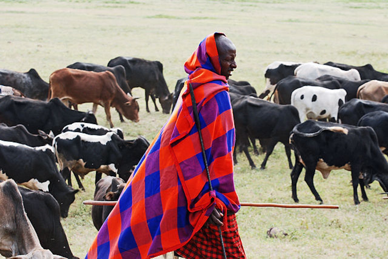 Een man loopt door een weiland met koeien.