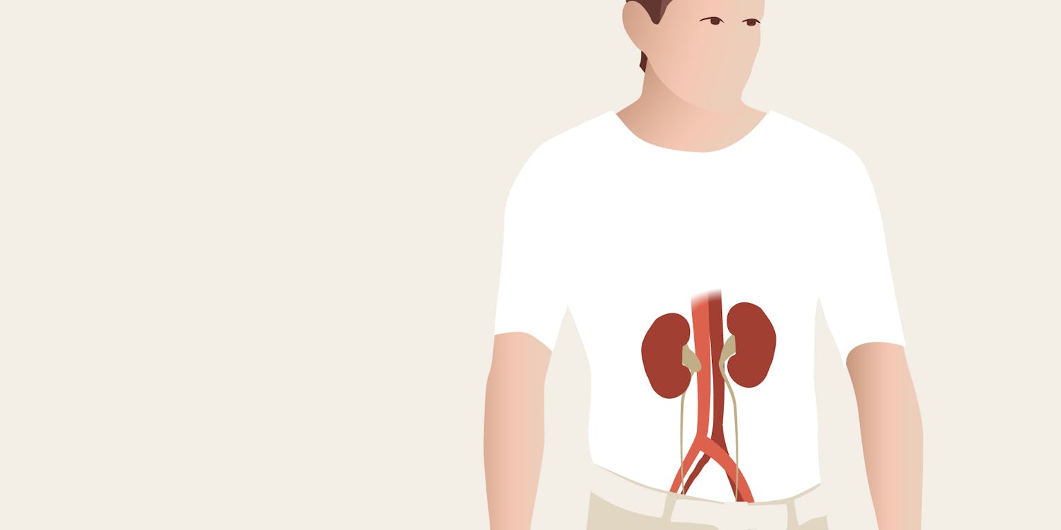 Een illustratie van de nieren van de mens.