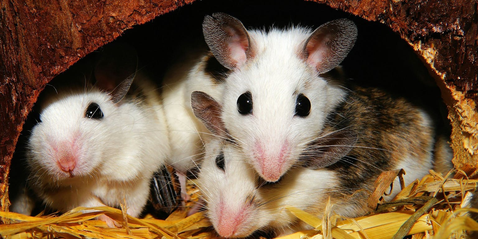Drie muizen verstoppen zich in een hol in het hooi.