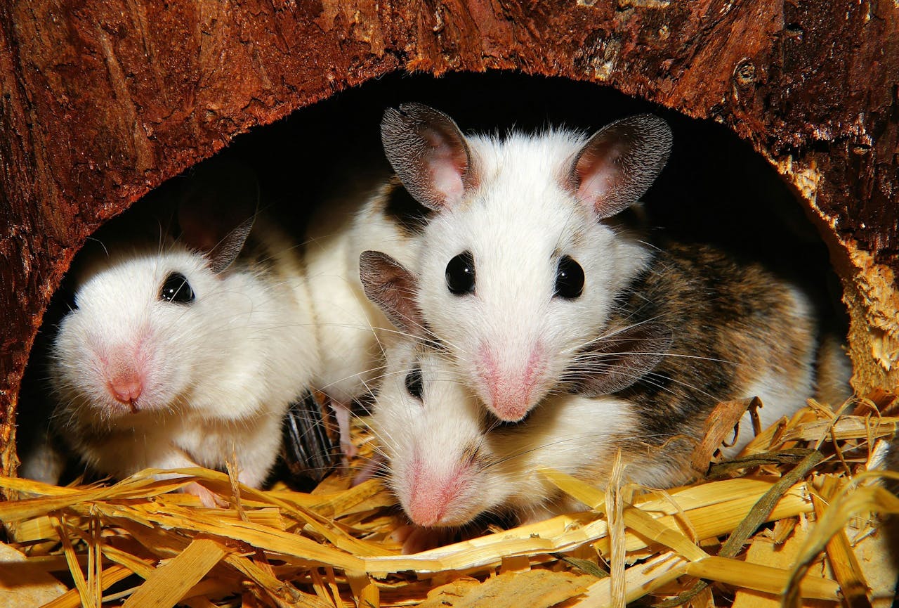 Drie muizen verstoppen zich in een hol in het hooi.