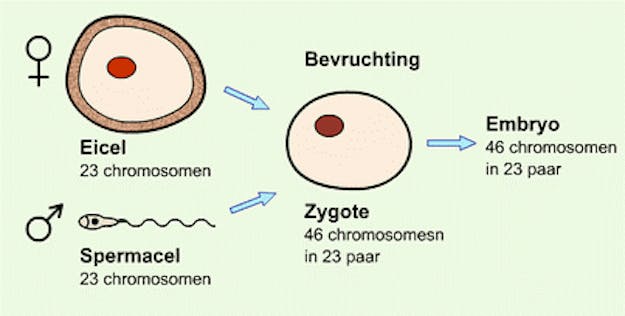 Meiose infographic Meiose infographic