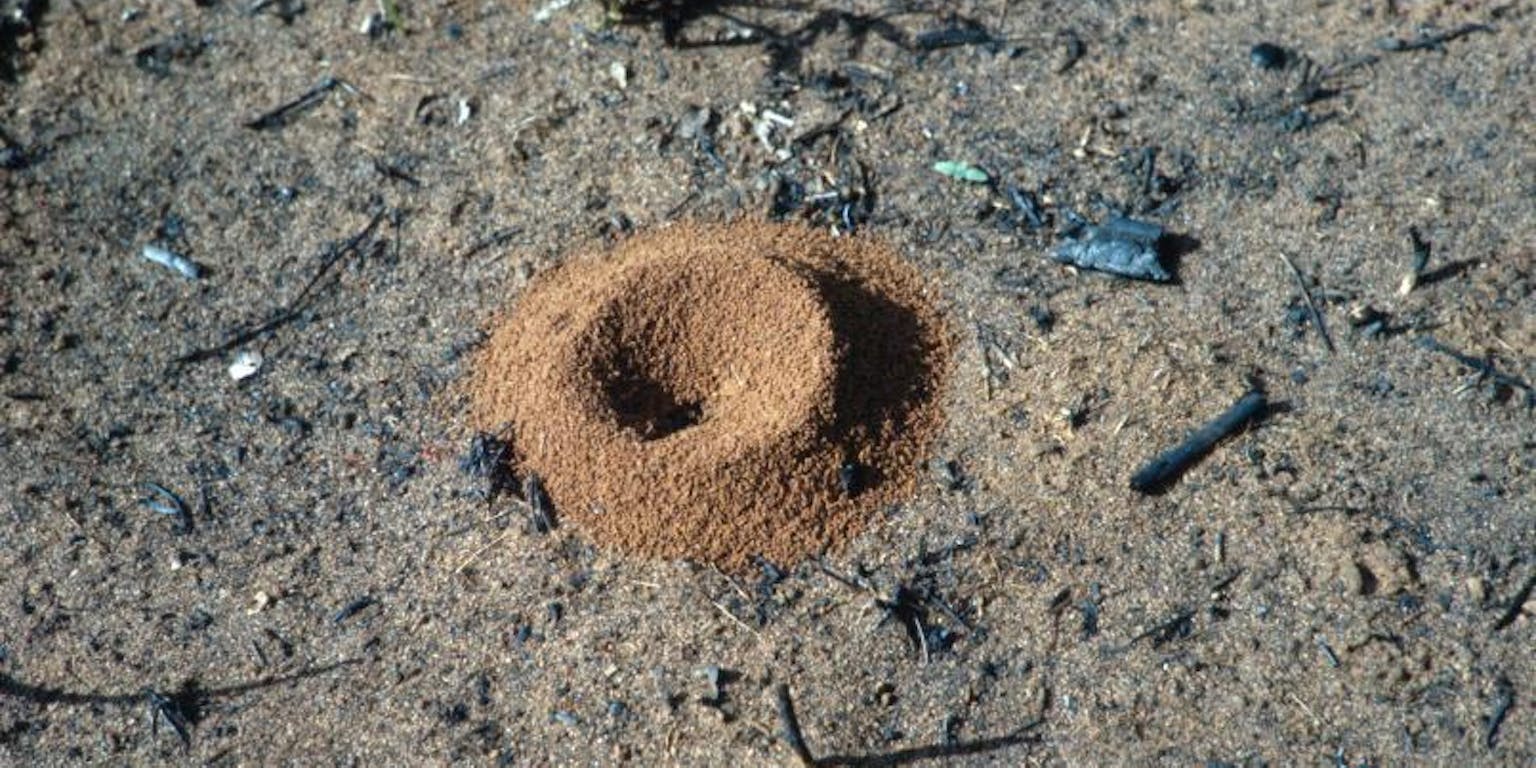 Een mierenkrater, de toegang tot het mierennest.