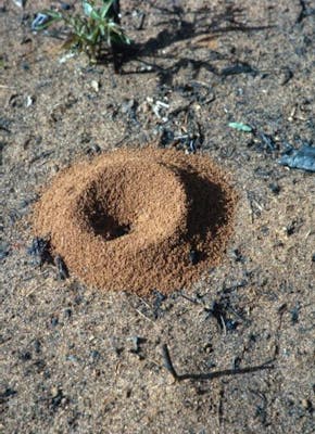 Een mierenkrater, de toegang tot het mierennest.